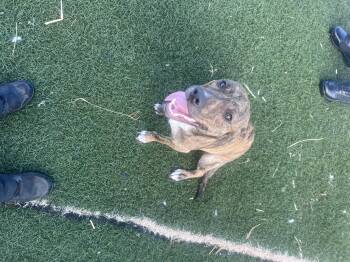 Sunni -  American Staffordshire Terrier Dog for Adoption in Blanchard, Oklahoma - Sunni | PetCurious