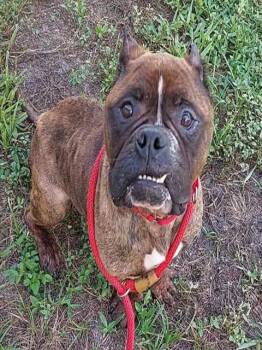 Rescue American Bulldog Dogs for Adoption in Fort Lauderdale, Florida - HENNESSY | PetCurious