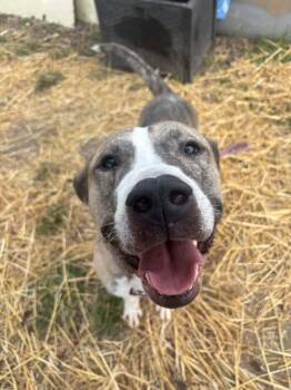 Hobart -  Pit Bull Terrier Dog for Adoption in Chicago, Illinois - Hobart | PetCurious