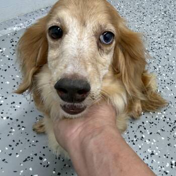 Randy -  Dachshund Dog for Adoption in Blue Springs, Missouri - Randy | PetCurious