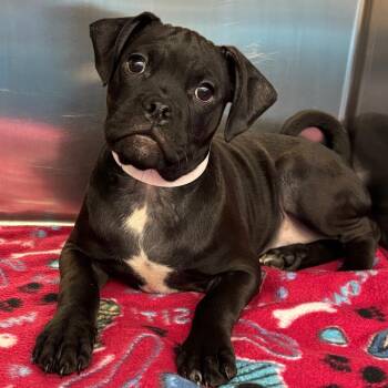 Onyx -  Pug Dog for Adoption in Birmingham, Alabama - Onyx | PetCurious