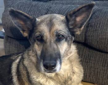 Rescue German Shepherd Dog Dogs for Adoption in Westfield, New York - Grace | PetCurious