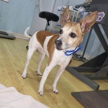 Ellie -  Jack Russell Terrier Dog for Adoption in Pinellas Park, Florida - Ellie | PetCurious