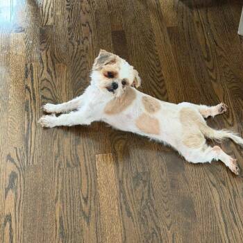 Shih Tzu Dogs Available for Adoption in Campton Hills, Illinois - Cherry Blossom | PetCurious