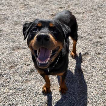 Tisha -  Rottweiler Dog for Adoption in Durango, Colorado - Tisha | PetCurious