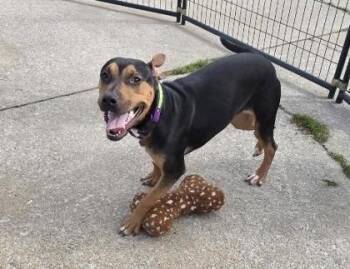 Pit Bull Terrier and Mixed Breed Dogs Available for Adoption in Daytona Beach, Florida - Honor - 2 | PetCurious