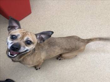 Chihuahua and Mixed Breed Dogs Available for Adoption - DUTCHESS | PetCurious