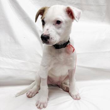 Shepherd Dogs Available for Adoption in Parker, Colorado - 499 (2026) Nash | PetCurious