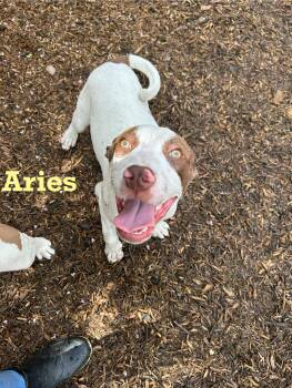 Rescue Mixed Breed Dogs for Adoption in Spring, Texas - Aries | PetCurious