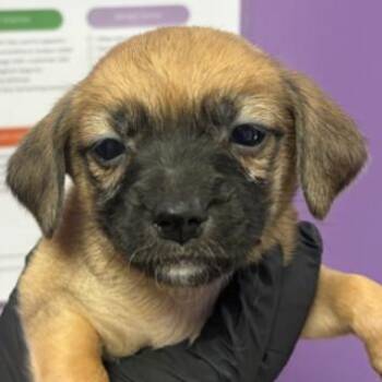 Lucy -  Chihuahua Dog for Adoption in Tacoma, Washington - Lucy | PetCurious