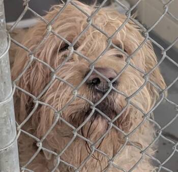Poodle and Golden Retriever Dogs Available for Adoption in Anchorage, Alaska - MAX | PetCurious