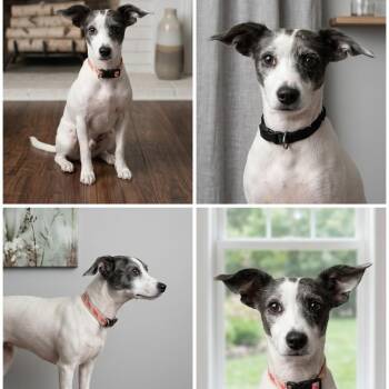 Pepper -  Chihuahua and Cocker Spaniel Dog for Adoption in Pineville, Missouri - Pepper | PetCurious