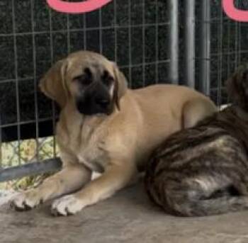 Anatolian Shepherd and Mastiff Dogs Available for Adoption in Boulder, Colorado - Cardi B | PetCurious