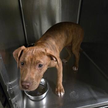 Mixed Breed Dogs Available for Adoption - 03/15/2026-Stray-LearyAvenue | PetCurious