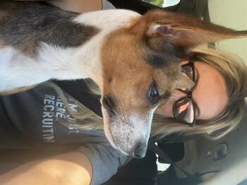 Tulip -  Fox Terrier Dog for Adoption in Garland, Texas - Tulip | PetCurious