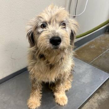 raspado -  Terrier and Mixed Breed Dog for Adoption in Yuma, Arizona - Raspado | PetCurious
