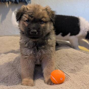Nutmeg -  Shepherd and Mixed Breed Dog for Adoption in San Antonio, Texas - Nutmeg | PetCurious