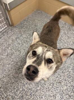 Hall -  Husky and Mixed Breed Dog for Adoption in Fort Collins, Colorado - Hall | PetCurious