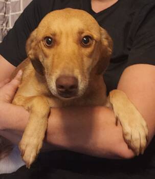 Rescue Labrador Retriever and Dachshund Dogs for Adoption in El Dorado, Arkansas - Blondie Valentine | PetCurious