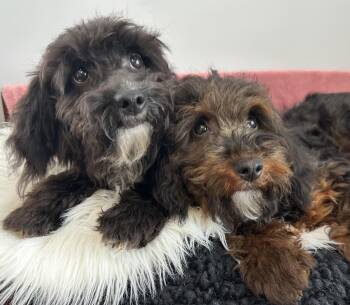 Sissy & Sassy -  Miniature Poodle and Dachshund Dog for Adoption in Lawrenceville, Georgia - Sissy & Sassy | PetCurious