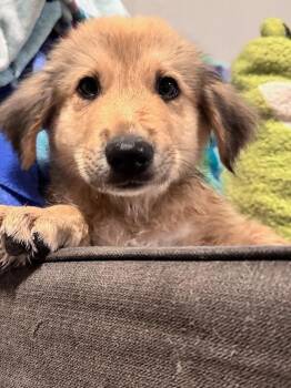 Pooh Bear -  Great Pyrenees and Shepherd Dog for Adoption in Los Angeles, California - Pooh Bear | PetCurious