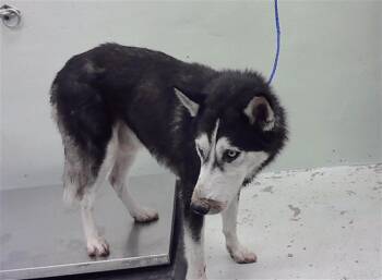 Rescue Alaskan Malamute and Mixed Breed Dogs for Adoption in Houston, Texas - COCO | PetCurious