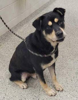 Mixed Breed Dogs Available for Adoption in Kansas City, Missouri - Coach | PetCurious