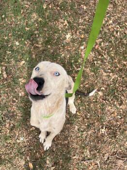 Australian Cattle Dog Blue Heeler and Pit Bull Terrier Dogs Available for Adoption in Fort Collins, Colorado - Ursula | PetCurious