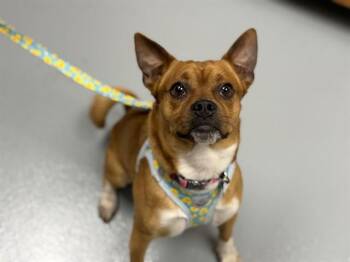 Basenji and Mixed Breed Dogs Available for Adoption in St. Cloud, Florida - DUCKY | PetCurious