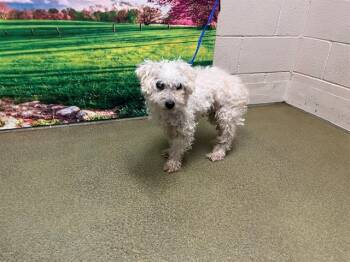Rescue Poodle and Mixed Breed Dogs for Adoption in Moreno Valley, California - WENDALL | PetCurious