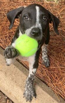 Rescue Mixed Breed Dogs for Adoption in Taycheedah, Wisconsin - Bluser | PetCurious