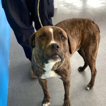 Terrier and Boxer Dogs Available for Adoption - Duvall | PetCurious