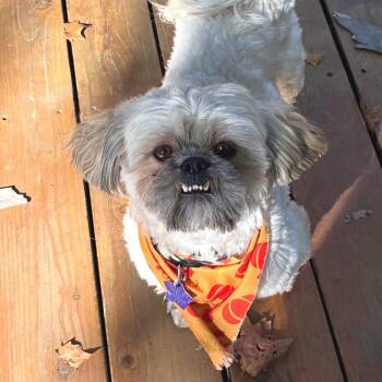 Rescue Shih Tzu and Mixed Breed Dogs for Adoption in San Francisco, California - Pickles | PetCurious