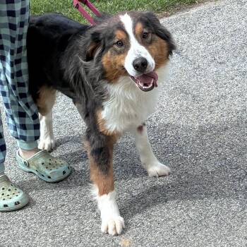 Australian Shepherd Dogs Available for Adoption in Lincoln University, Pennsylvania - Shadow | PetCurious