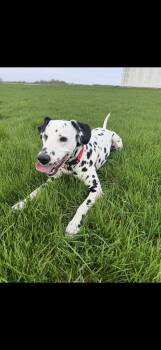 BEST BEHAVED BOY -  Dalmatian Dog for Adoption in Northwood, Ohio - BEST BEHAVED BOY | PetCurious