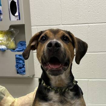 Mixed Breed Dogs Available for Adoption - Uno | PetCurious
