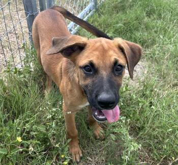 Rescue Black Mouth Cur Dogs for Adoption in Harlingen, Texas - Carly | PetCurious