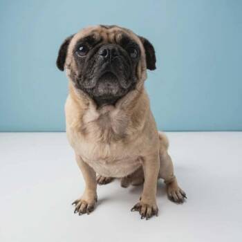 Rubens -  Pug Dog for Adoption in San Diego, California - Rubens | PetCurious