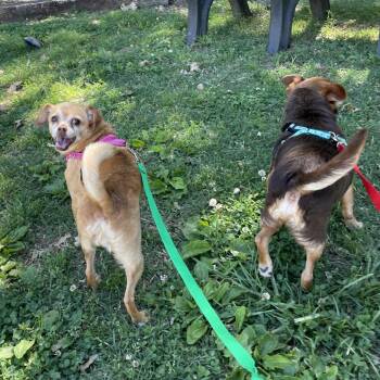 Chihuahua Dogs Available for Adoption in Nashville, Tennessee - Mabel | PetCurious