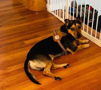 Oscar -  Mixed Breed Dog for Adoption in Riverdale, New Jersey - Oscar | PetCurious