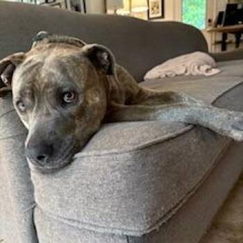 Pit Bull Terrier Dogs Available for Adoption in Dallas, Texas - Birdie | PetCurious