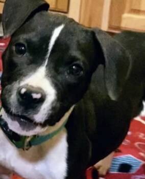 Arrow -  Pit Bull Terrier and Boxer Dog for Adoption in Fort Collins, Colorado - Arrow | PetCurious