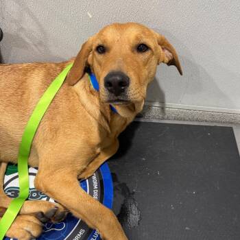 Labrador Retriever and Mixed Breed Dogs Available for Adoption - Robin | PetCurious