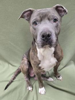 Rescue Pit Bull Terrier Dogs for Adoption in Frankfort, Indiana - Roscoe | PetCurious