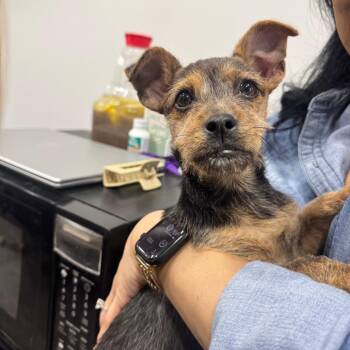 Terrier and Mixed Breed Dogs Available for Adoption - Pixie | PetCurious