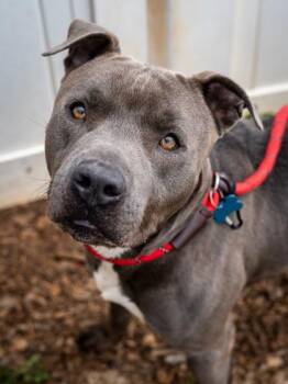 Mixed Breed Dogs Available for Adoption in Chamblee, Georgia - Socket | PetCurious