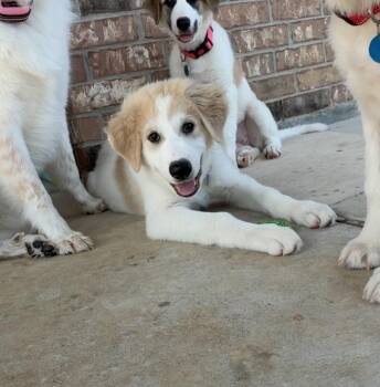 Theo -  Great Pyrenees Dog for Adoption in Garland, Texas - Theo | PetCurious