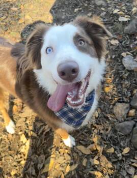Rescue Australian Shepherd Dogs for Adoption - Otto | PetCurious