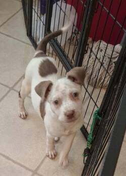 Luna mississippi pup -  Mixed Breed Dog for Adoption in Eatontown, New Jersey - Luna Mississippi Pup | PetCurious