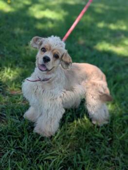 Rose (Cocker Spaniel) -  Cocker Spaniel Dog for Adoption in Aiken, South Carolina - Rose (Cocker Spaniel) | PetCurious